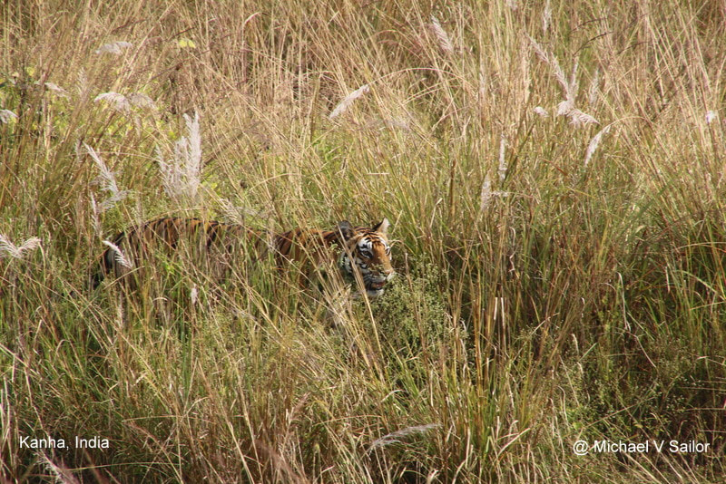 wild tiger in tall grass in Kanha, India