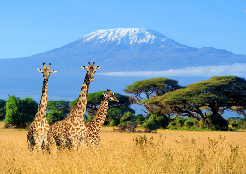 mount Kilimanjaro with three giraffe as seen from Kenya