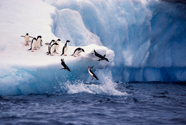 Penguins diving into the sea in Antarctica
