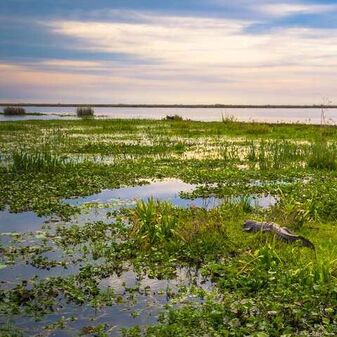 Pantanal wetlands in Brazil, South America