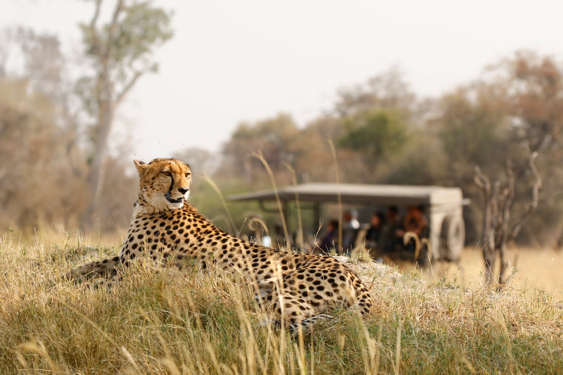 view of cheetah with group safari in background