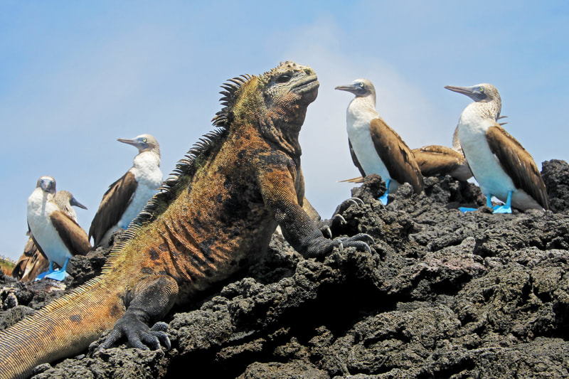 lizard on a rock with surrounding birds