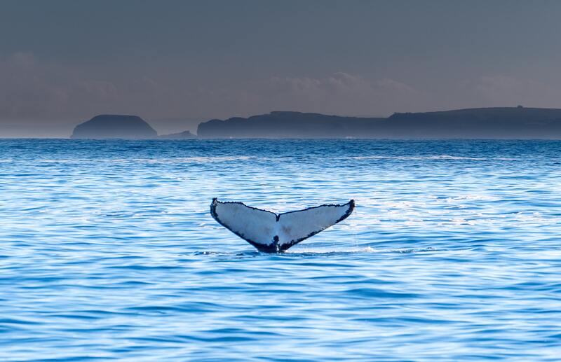 Whale tail sticking out of water