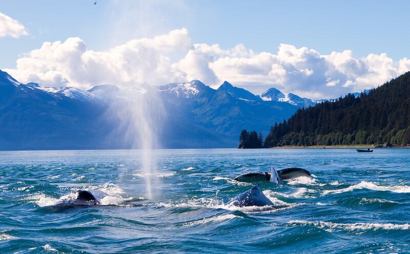 backs and tails of whale sticking up from water with mountains in background