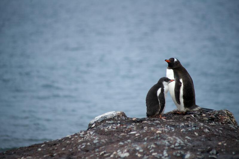 two penguins on the shore
